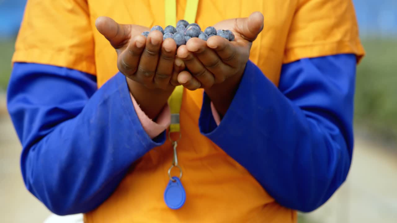 trabajador con arándanos en la mano 4k