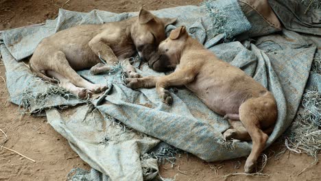 un par de cachorros durmiendo en una lona de tierra