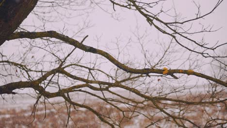 falling snow on a tree, veluwe national park, netherlands, slow motion