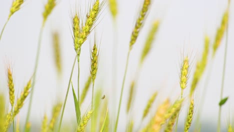 wheatfield, ears of wheat swaying from the gentle wind