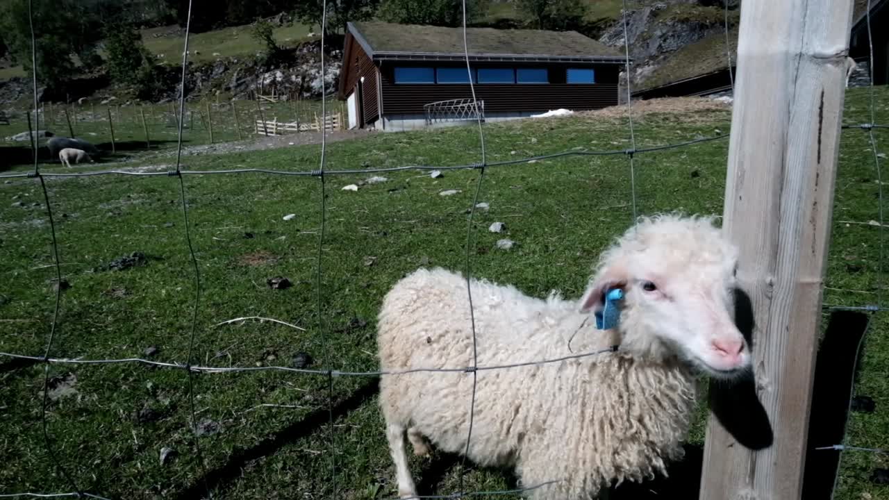 ovejas en la naturaleza. noruega.