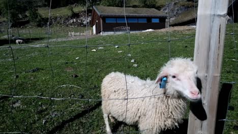 sheep in nature. norway.