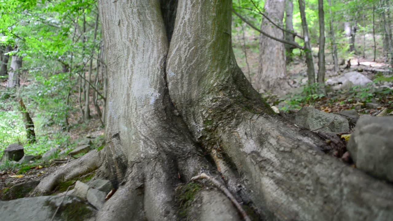 Shooting in mountains. Tree roots, wood. Slow motion