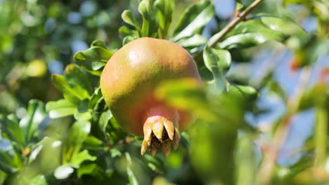 Reife-Granatapfelfrucht-Auf-Ast-Hinter-Dem-Blatt-Im-Garten