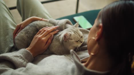 woman petting cat lying on sofa in living room. female owner stroking grey kitten close-up. furry pedigreed pet relaxing and purring. little best friends. happy domestic animal at home