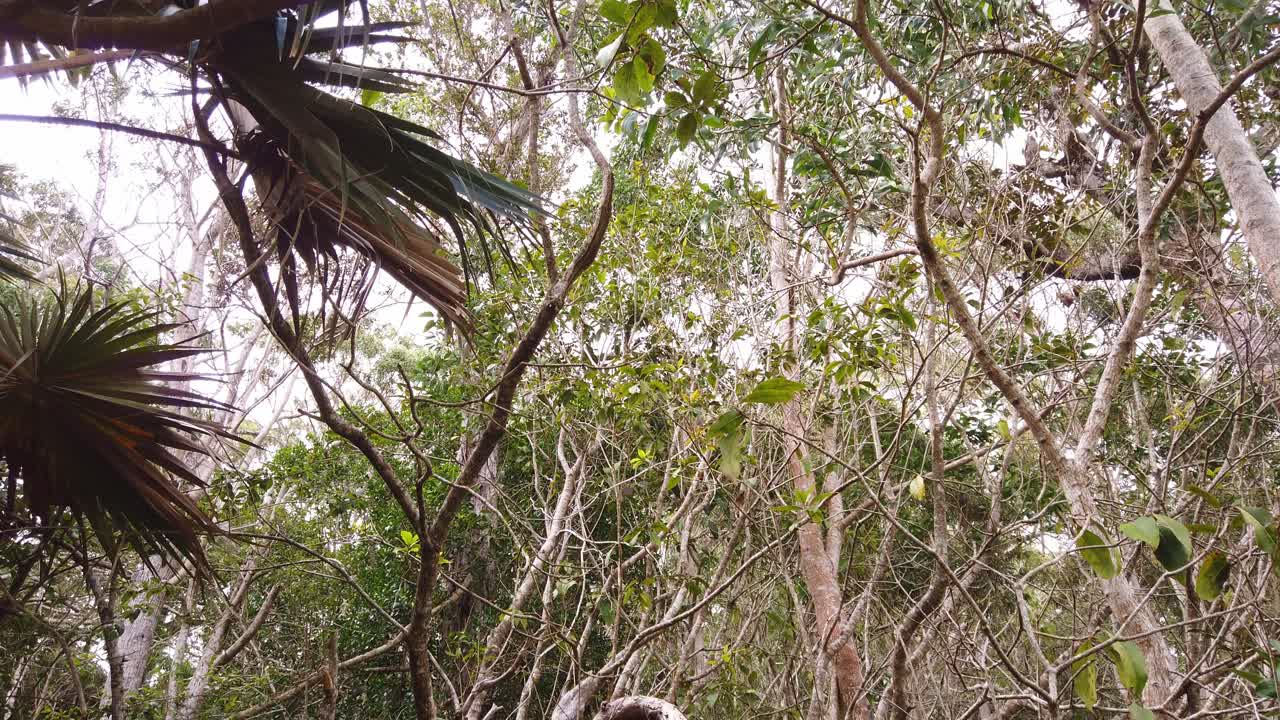 Gimbal booming down shot of gnarly twisted tree branches growing out of the rugged cliffs at Waimea Canyon in Kaua'i, Hawai'i