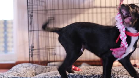 Un-Cachorro-Negro-Está-Jugando-Tira-Y-Afloja-Con-Un-Juguete-Rosa