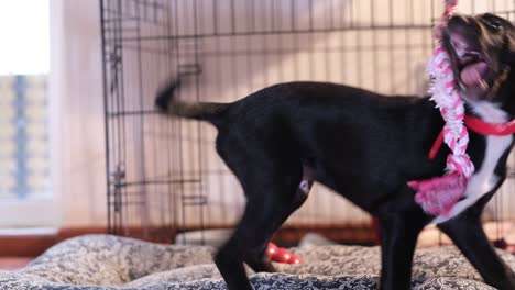 un cachorro negro está jugando tira y afloja con un juguete rosa