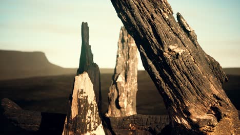 logs and trunks after the forest fire