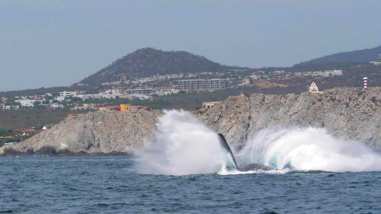 혹등고래는 육지, 절벽 근처의 물에서 뛰어내립니다.