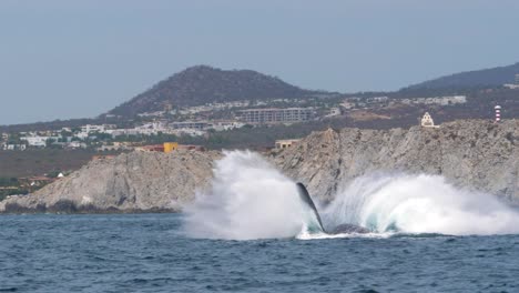 Ballena-Jorobada-Salta-Fuera-Del-Agua-Cerca-De-La-Tierra,-Acantilado