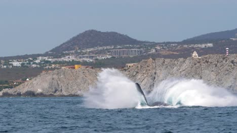 ballena jorobada salta fuera del agua cerca de la tierra, acantilado
