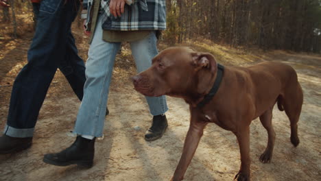 romantic couple walking with dog in forest