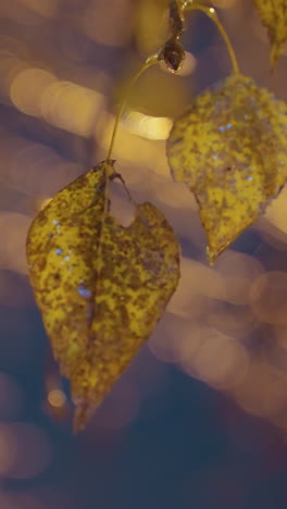 hoja amarilla con manchas intrincadas revoloteando suavemente en el viento, iluminada por una suave luz dorada, creando un estado de ánimo artístico y sereno con un fondo borroso y soñador