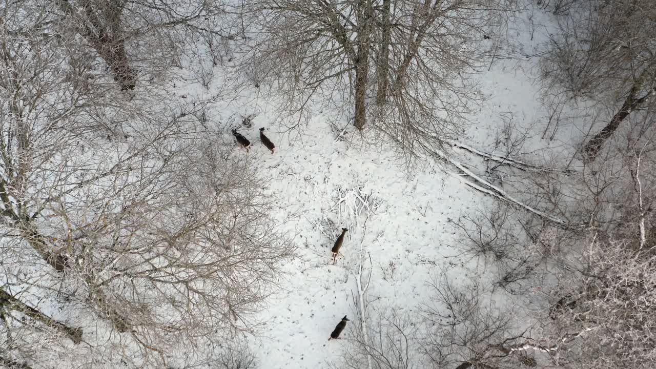 Drone view of 4 deer roaming a snow covered forest on a cold winter day, searching for food in a stunning top down wildlife aerial.