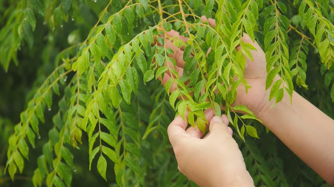 primer plano de la mano de la mujer recogiendo hojas de curry frescas del árbol