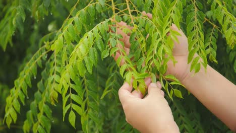 Closeup-of-female-hand-picking-fresh-curry-leaves-from-tree