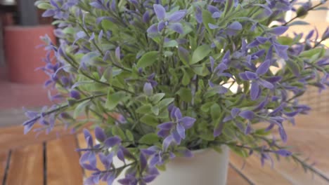 a potted plant with purple flowers zoomed in a