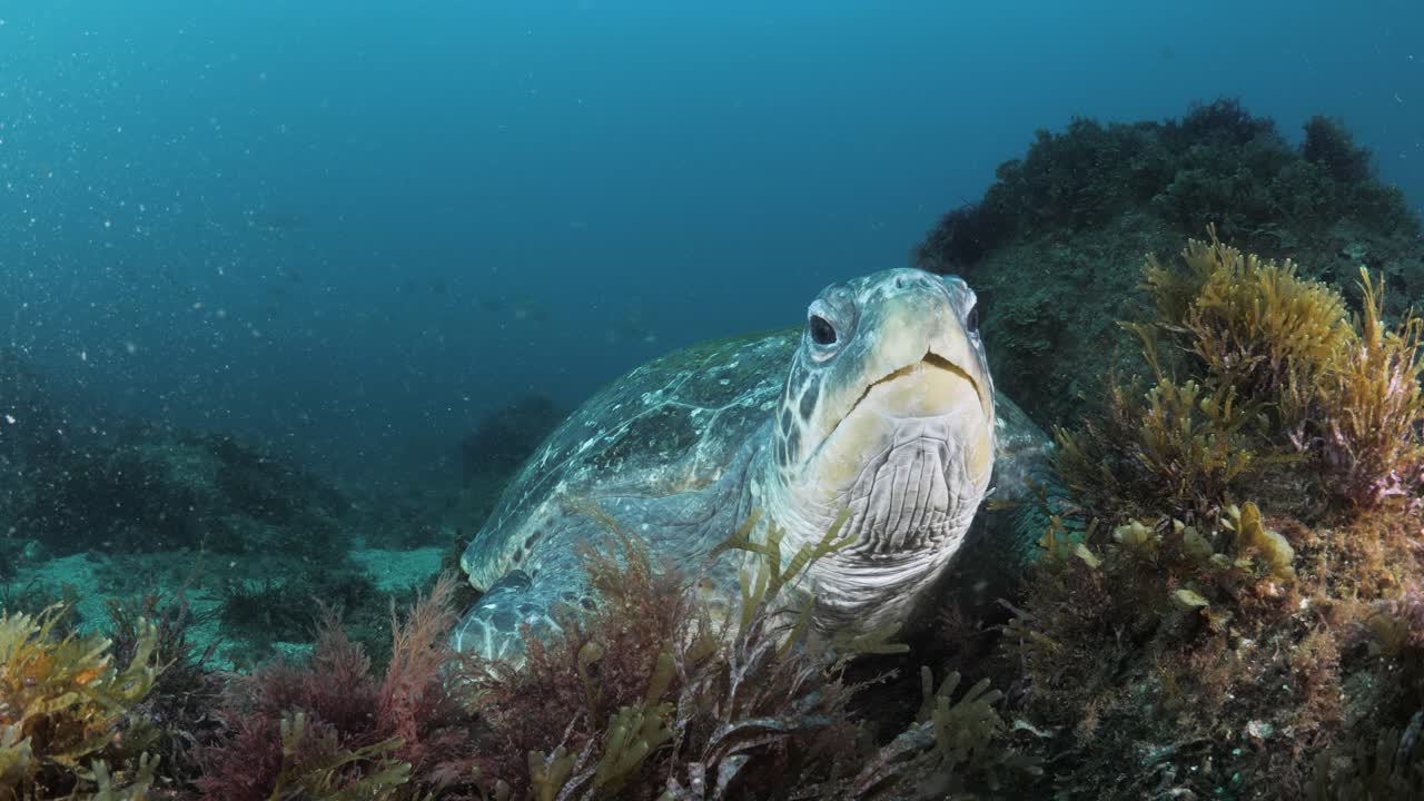 Turtle resting on the ocean floor lit up by a scuba divers light conducting a marine science survey