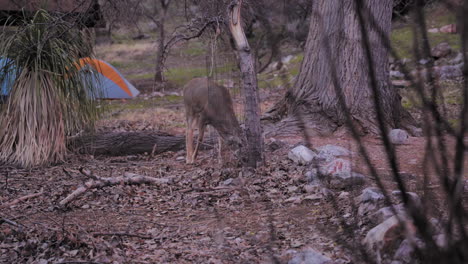 Mule-Deer-At-The-Havasupai-Gardens-Campground-In-Grand-Canyon-Village,-Arizona,-United-States