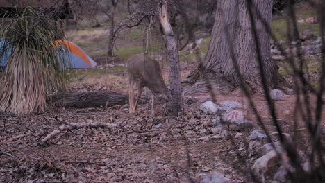 mule deer at the havasupai gardens campground in grand canyon village, arizona, united states