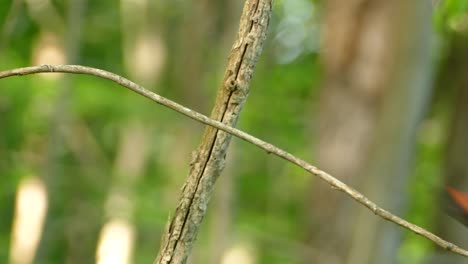 Ein-Rot-schwarzer-Vogel-Erhebt-Sich-Von-Seinem-Sitz-Auf-Einem-Ast-Mitten-Im-Dickicht