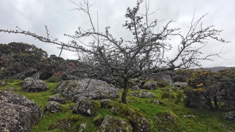 Berglandschaften-Alter-Baum-Im-Winter-Comeragh-Mountains-Waterford-Irland