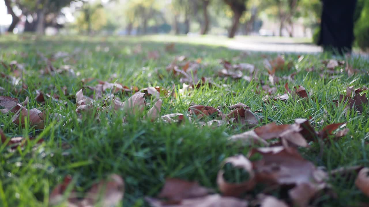 Autumn leaves scattered on vibrant green grass in a park setting