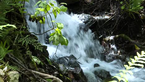 medium shot, water running in a waterfall, a plant is foreground, water on background