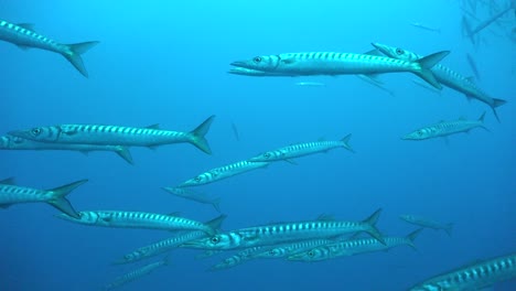 Barracudas-passing-close-in-front-of-the-camera-in-open-water