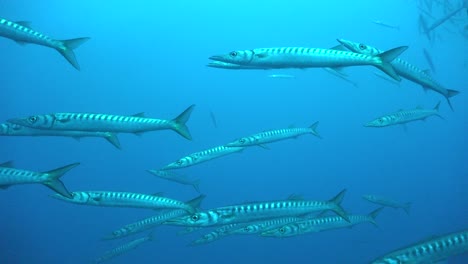 barracudas passing close in front of the camera in open water