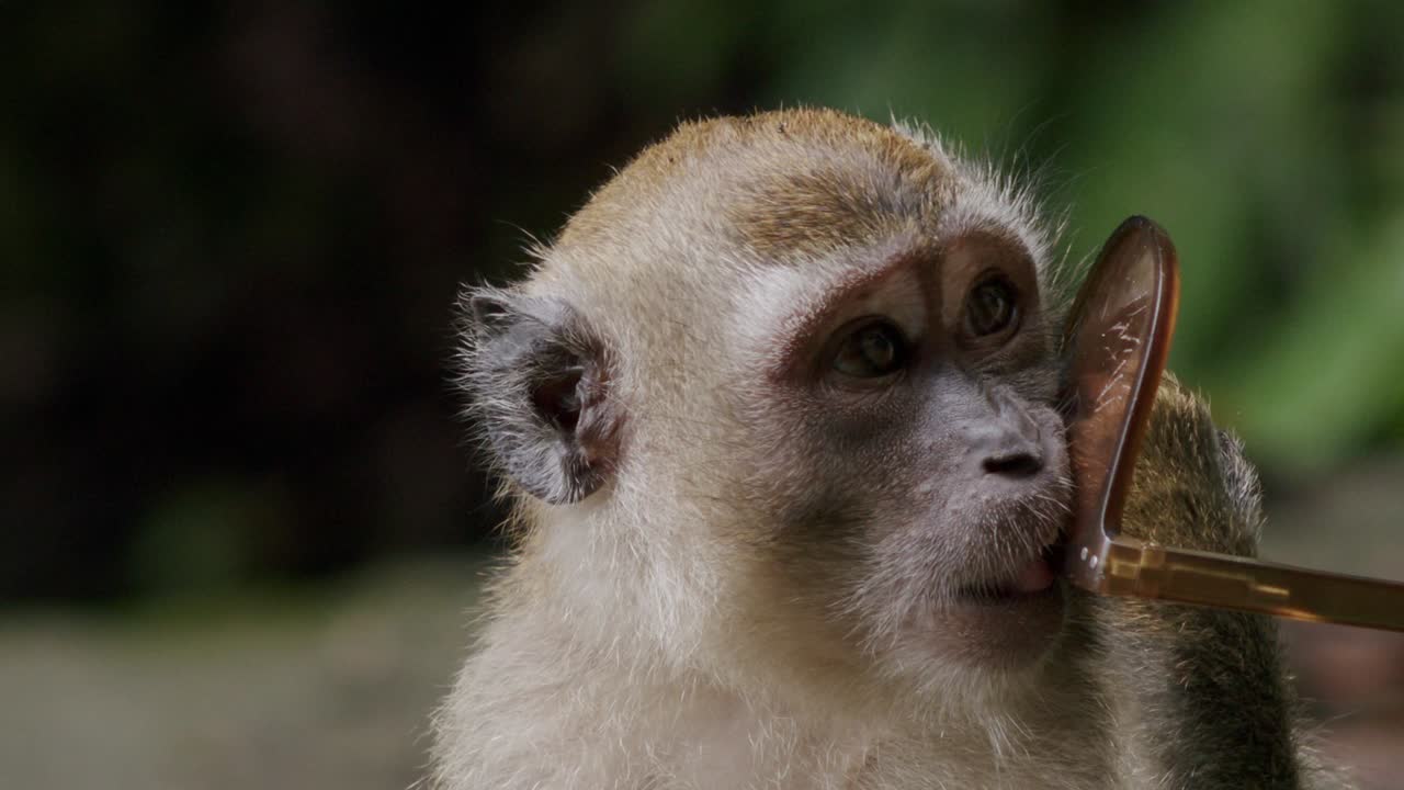 mono curioso examina gafas de sol rotas en la naturaleza, joven macaco
