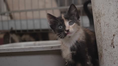 Hungry-kitten-wonders-around-on-the-barn