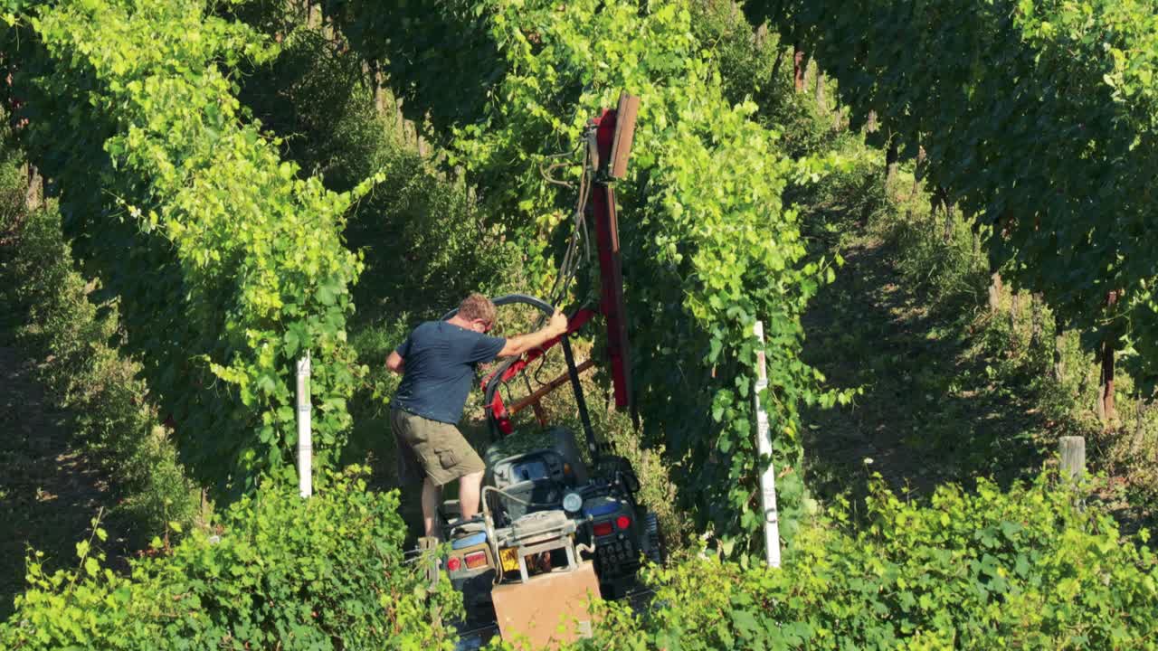 Operaio che manovra macchinari tra i rigogliosi filari di un vigneto