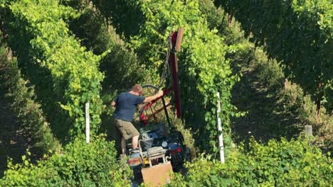 worker operates machinery in lush vineyard rows