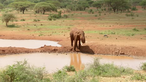 Un-Solo-Elefante-Bebiendo-En-Un-Abrevadero-Bajo-El-Sol-En-La-Sabana-En-El-Parque-Nacional-De-Tsavo-West,-Kenia
