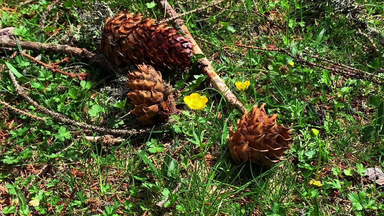 Pine Cones and Yellow Flower on the Forest Floor
