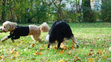 Slowmontion-Aufnahme-Eines-Goldendoodles-Stiehlt-Einem-Border-Collie-Hund-Den-Ball-Und-Rennt-Von-Ihm-Weg-Auf-Die-Kamera-Zu