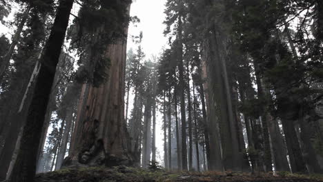 un bosque de secuoyas