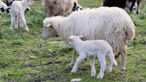 slow motion shot of mother sheep walking with her newborn lamb outside in sardinia, italy