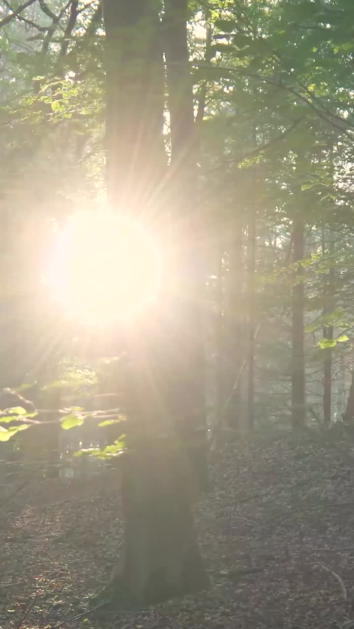 солнечный свет проходит через лес.