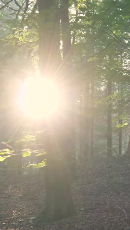 sunlight filtering through a forest