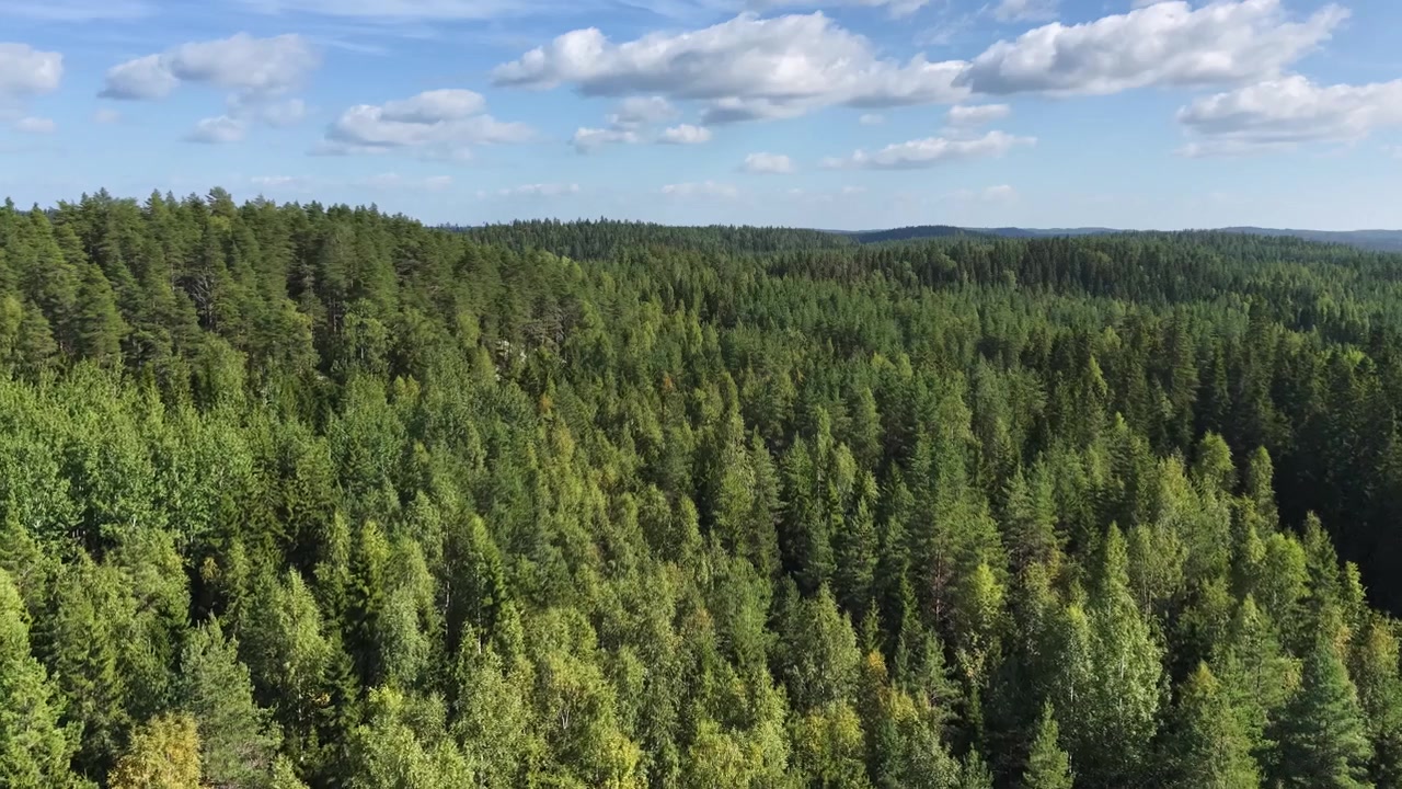 Veduta aerea di una colorata e scura foresta di abeti e boschi. Paesaggio naturale finlandese