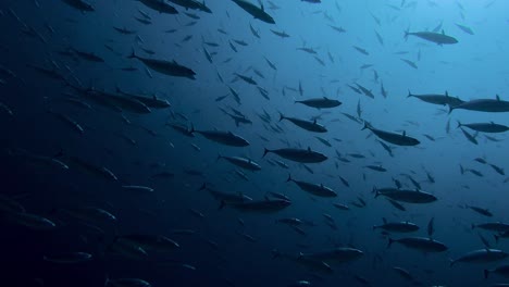 Schule-Von-Skipjack-Thunfisch,-Die-Sich-Aus-Tiefem-Wasser-In-Richtung-Der-Wasseroberfläche-Bewegt