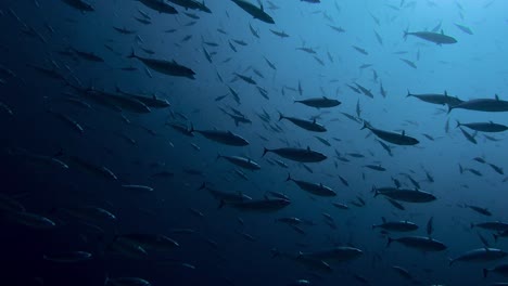 cardumen de atún listado moviéndose desde aguas profundas hacia la superficie del agua
