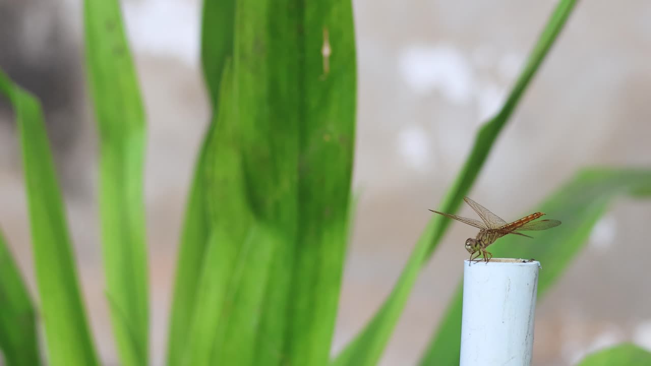 стрекоза, сидящая на белом столбе.