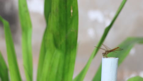 a dragonfly perched still on a white stake