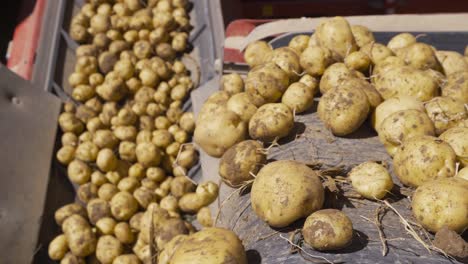 potato harvest. potatoes advancing on the sieving band.