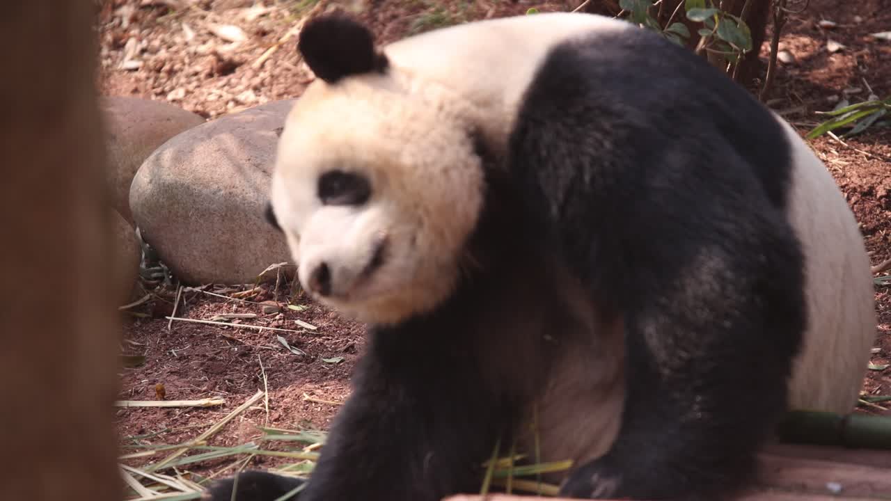 panda gigante comiendo bambú en una zona boscosa