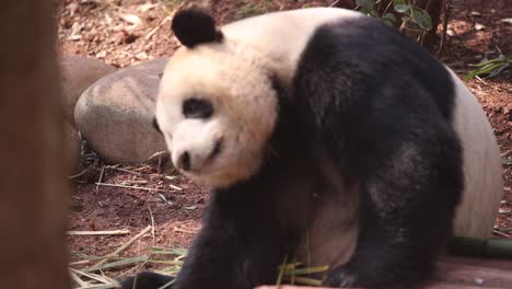 giant panda eating bamboo in a forested area